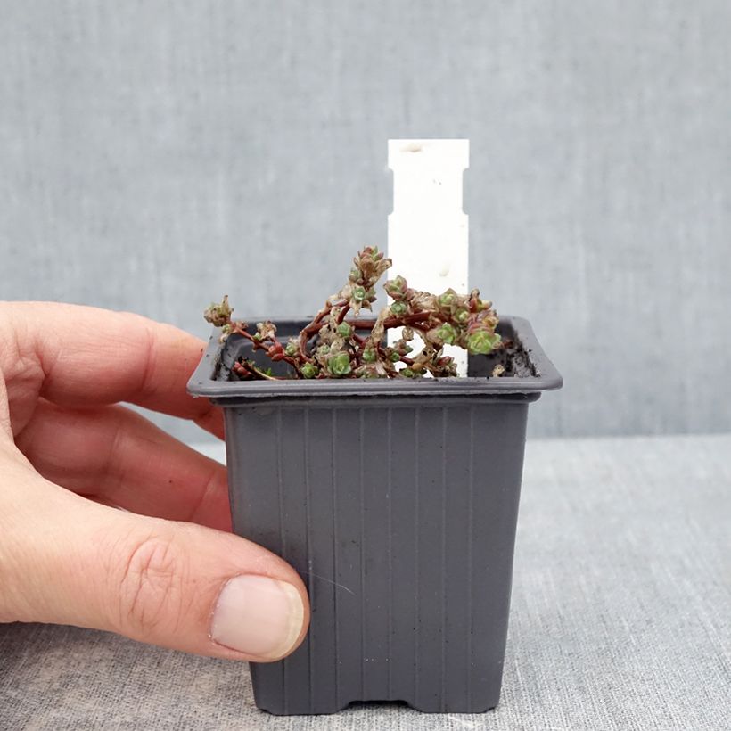 Sedum cyaneum Rose Carpet - Azure stonecrop 8/9 cm pot sample as delivered in winter