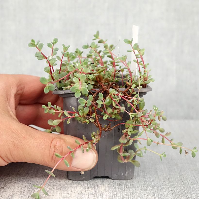 Sedum cyaneum Rose Carpet - Azure stonecrop 8/9 cm pot sample as delivered in spring