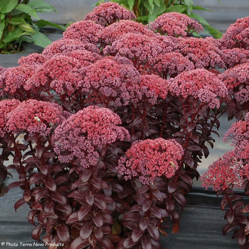 Sedum telephium Dark Magic - Autumn Stonecrop (Flowering)
