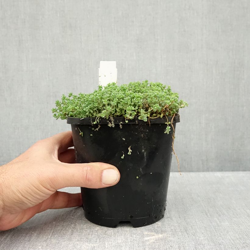 Sedum dasyphyllum - Stonecrop 1.5L/2L pot sample as delivered in autumn