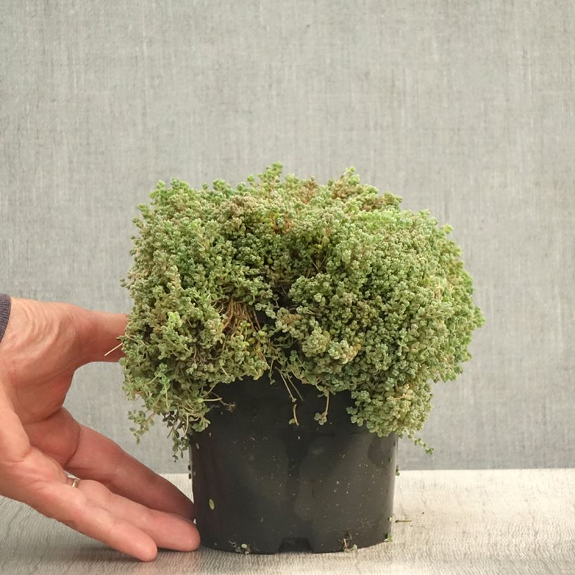 Sedum dasyphyllum - Stonecrop 1.5L/2L pot sample as delivered in summer