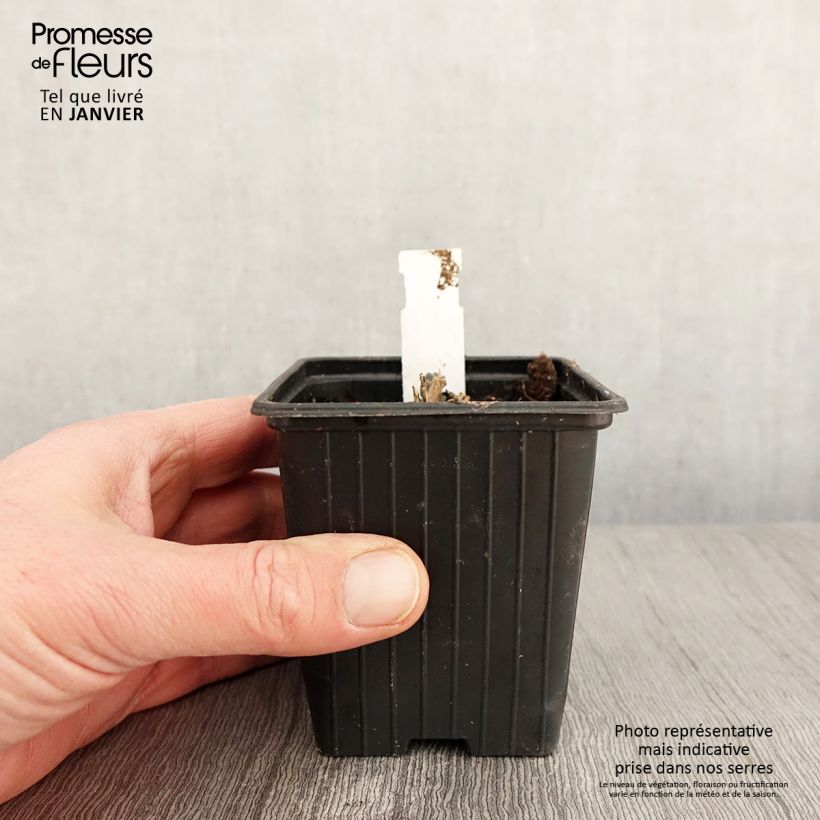 Sedum telephium Double Martini - Autumn Stonecrop 8/9 cm pot sample as delivered in winter