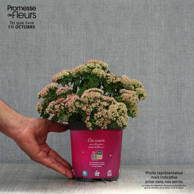 Sedum Herbstfreude - Autumn Stonecrop 2L/3L pot sample as delivered in autumn