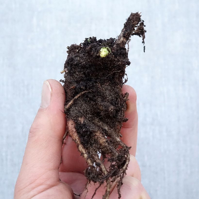 Sedum Herbstfreude - Autumn Stonecrop Bare root sample as delivered in winter