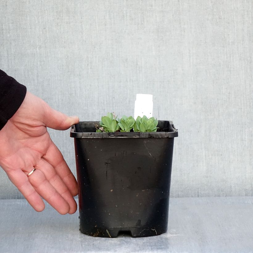 Hylotelephium telephium Class Act - Stonecrop 1.5L/2L pot sample as delivered in winter