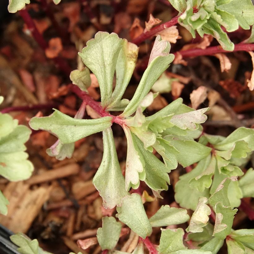 Sedum kamtschaticum - Stonecrop (Foliage)