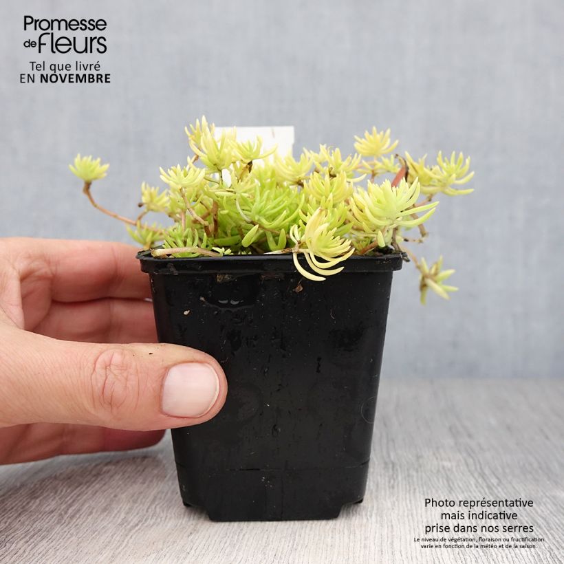 Sedum Lemon Ball - Stonecrop 8/9 cm pot sample as delivered in autumn