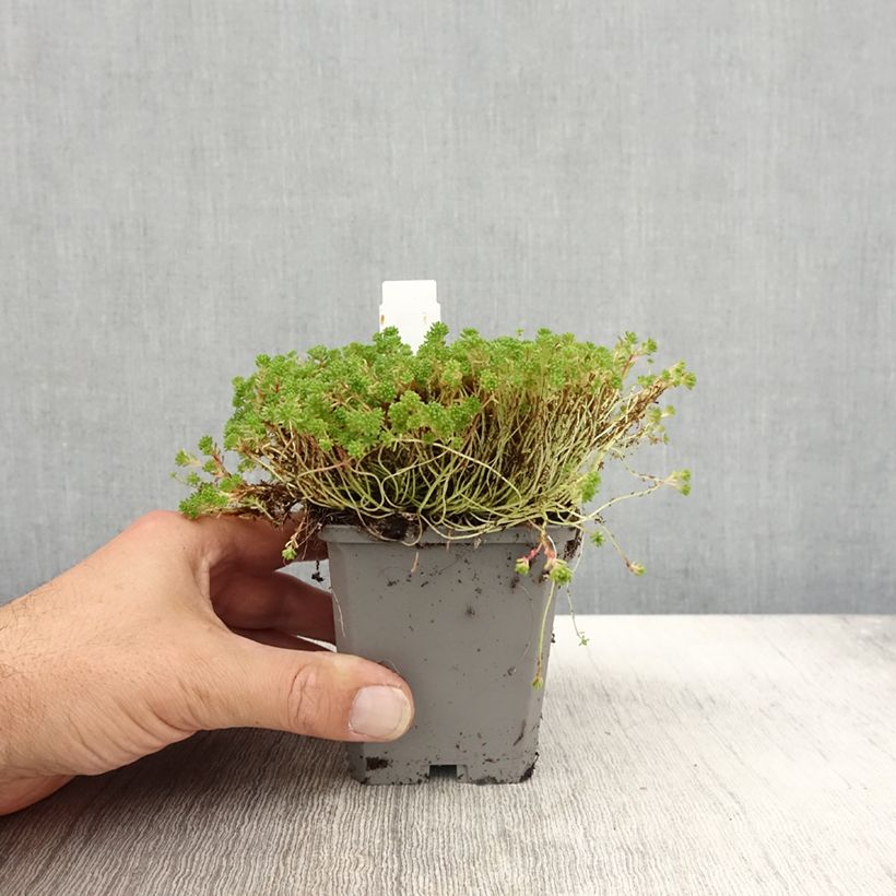 Sedum lydium Glaucum - Stonecrop 8/9 cm pot sample as delivered in autumn