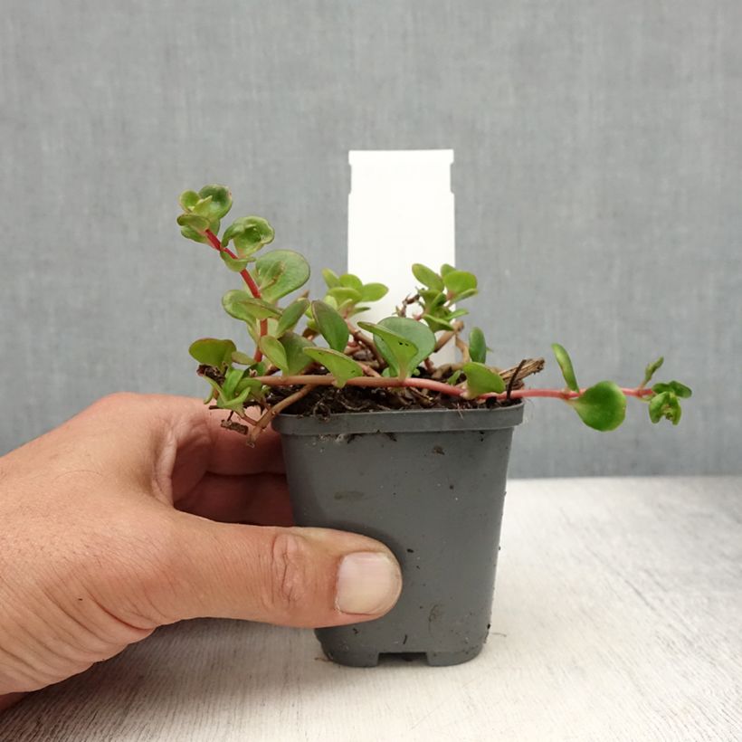 Sedum makinoi Lime - Stonecrop 8/9 cm pot sample as delivered in summer