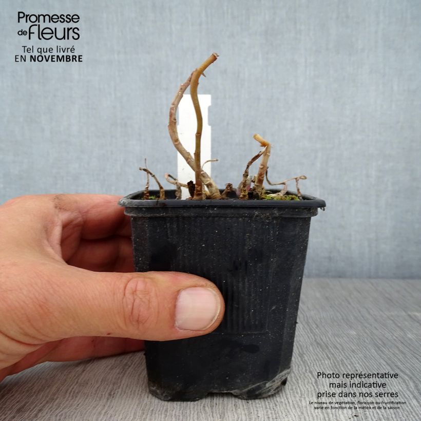 Sedum telephium Marina - Autumn Stonecrop 8/9 cm pot sample as delivered in autumn