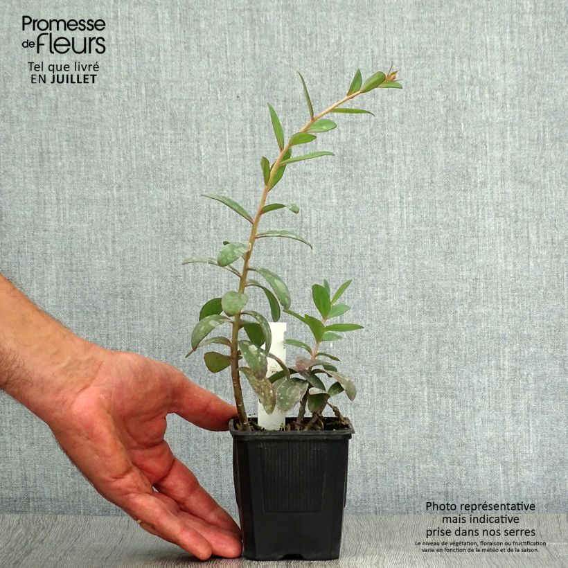 Sedum telephium Marina - Autumn Stonecrop 8/9 cm pot sample as delivered in summer