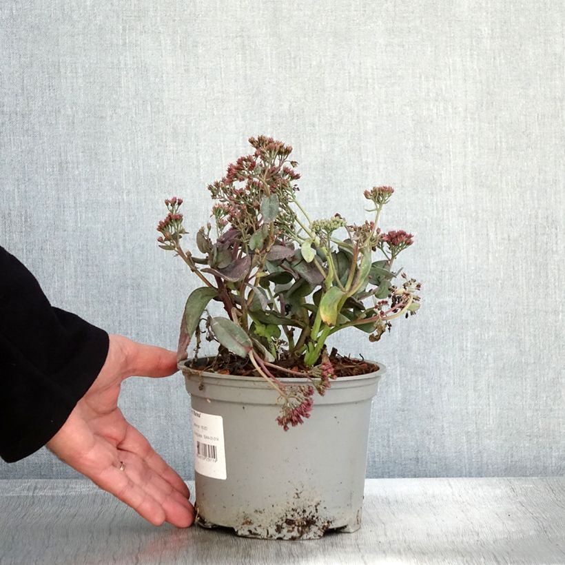 Sedum telephium Marina - Autumn Stonecrop 2L/3L pot sample as delivered in autumn
