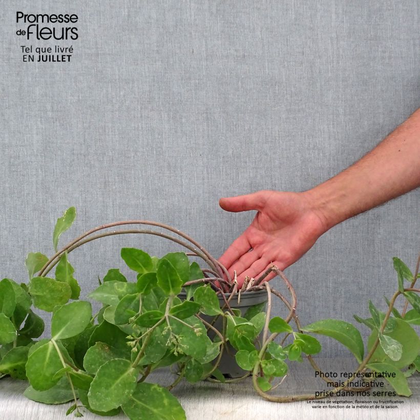 Sedum telephium Marina - Autumn Stonecrop 2L/3L pot sample as delivered in summer