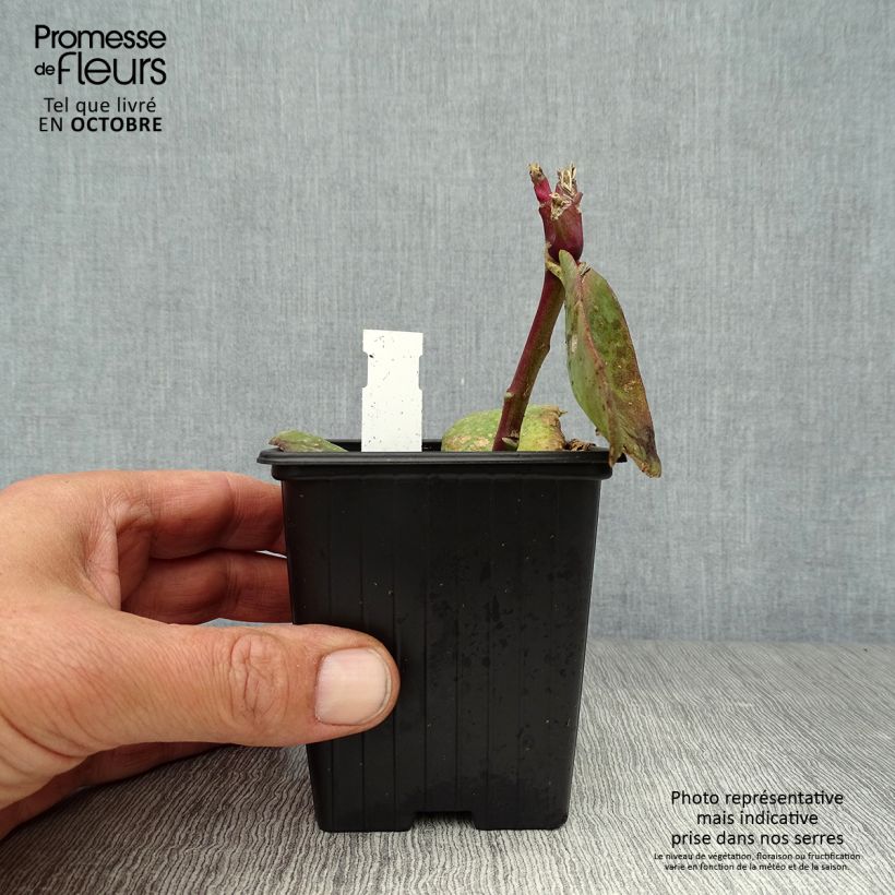 Sedum Matrona - Autumn Stonecrop 8/9 cm pot sample as delivered in autumn