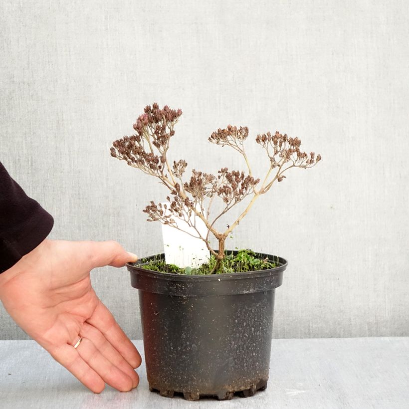Sedum Matrona - Stonecrop 2L/3L pot sample as delivered in autumn