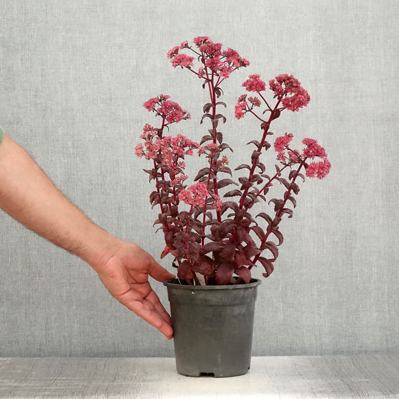 Sedum Mojave Jewels Diamond - Stonecrop 2L/3L pot sample as delivered in summer