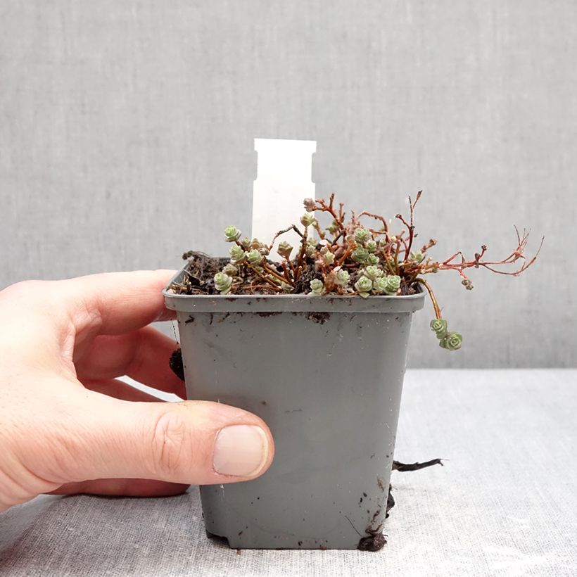 Hylotelephium ewersii Rose - Stonecrop 8/9 cm pot sample as delivered in winter