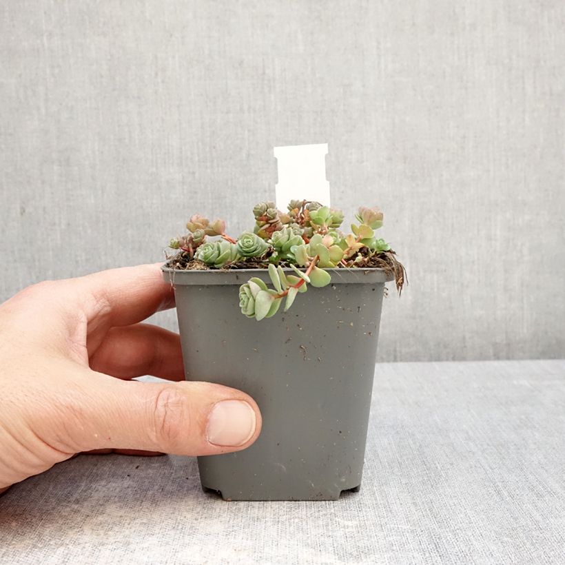 Hylotelephium ewersii Rose - Stonecrop 8/9 cm pot sample as delivered in spring