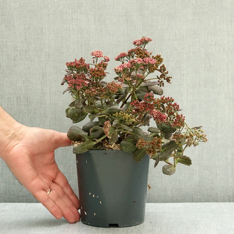 Sedum telephium Touchdown Teak - Autumn Stonecrop 2L/3L pot sample as delivered in summer