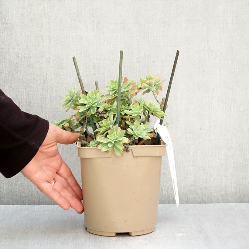 Sedum palmeri  3L/4L pot sample as delivered in autumn