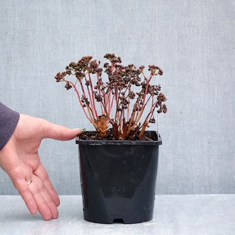 Hylotelephium telephium Peach Pearls - Stonecrop 1.5L/2L pot sample as delivered in autumn