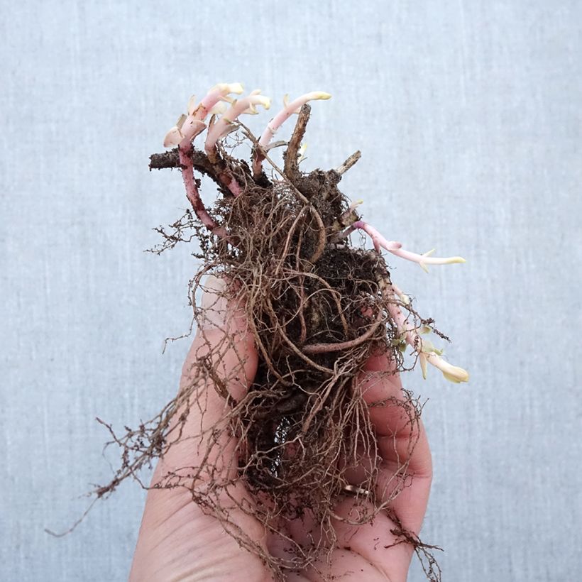 Sedum spectabile Purple Emperor - Autumn Stonecrop Bare root sample as delivered in winter
