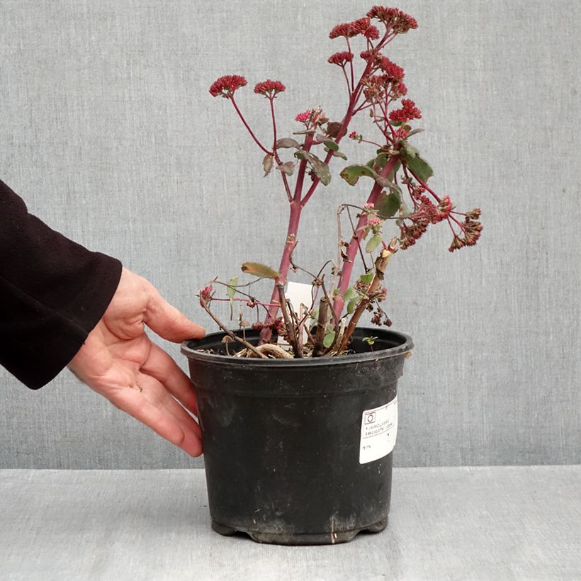 Sedum Red Cauli - Autumn Stonecrop 2L/3L pot sample as delivered in autumn