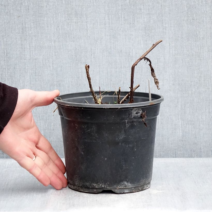 Sedum Red Cauli - Autumn Stonecrop 2L/3L pot sample as delivered in winter