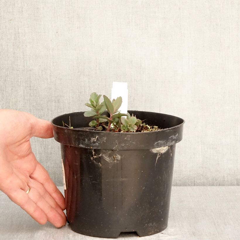 Sedum Red Cauli - Autumn Stonecrop 2L/3L pot sample as delivered in spring