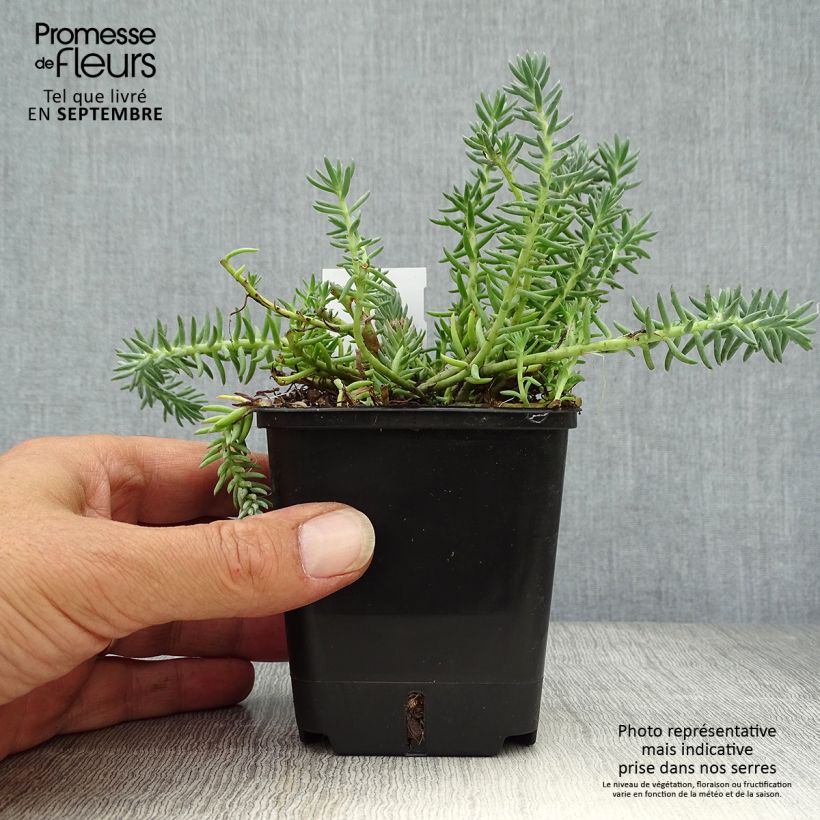Sedum reflexum Blue Spruce - Stonecrop 8/9 cm pot sample as delivered in autumn