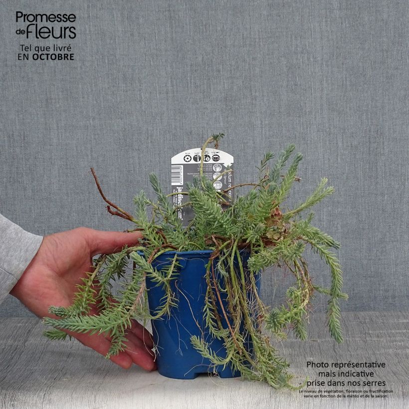 Sedum reflexum Blue Spruce - Stonecrop 2L/3L pot sample as delivered in autumn