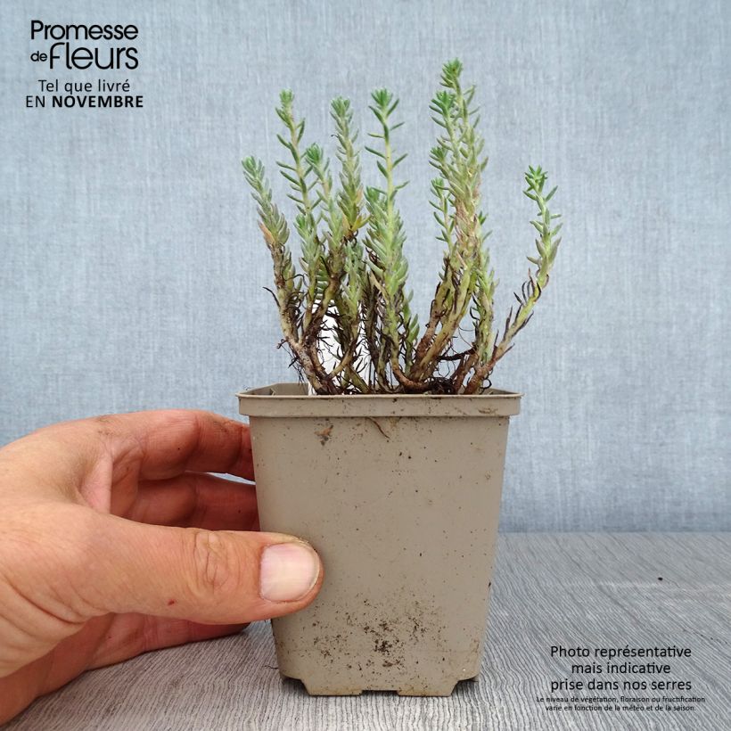 Sedum reflexum - Stonecrop 8/9 cm pot sample as delivered in autumn