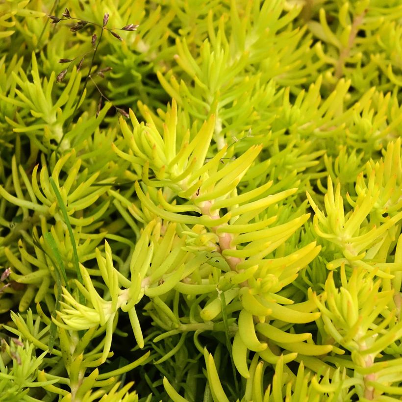 Sedum reflexum Yellow Cushion - Stonecrop (Foliage)