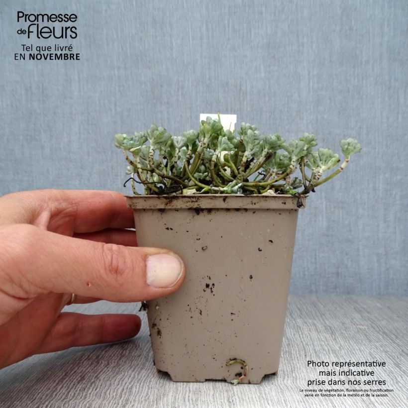 Sedum spathulifolium Cape Blanco - Stonecrop 8/9 cm pot sample as delivered in autumn