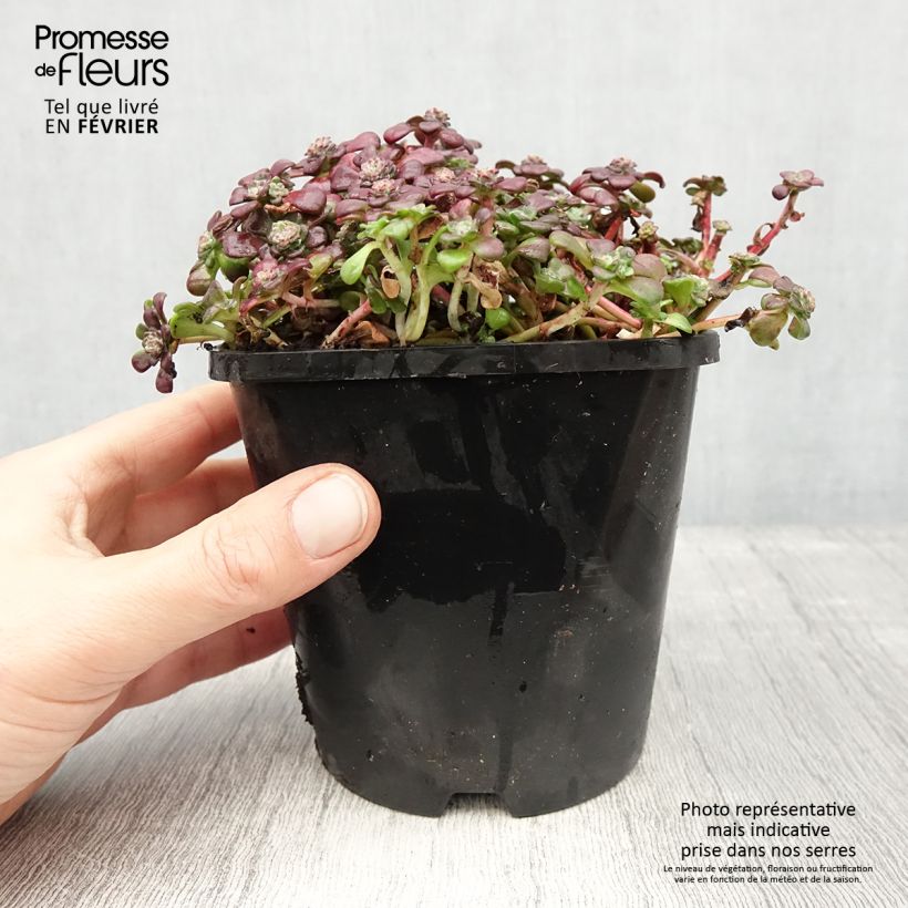 Sedum spathulifolium Purpureum - Stonecrop 2L/3L pot sample as delivered in winter