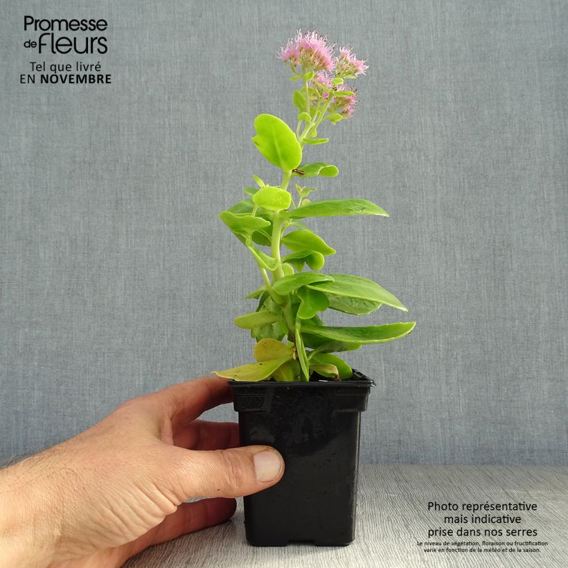 Sedum spectabile Carmen - Autumn Stonecrop 7/8 cm pot sample as delivered in autumn