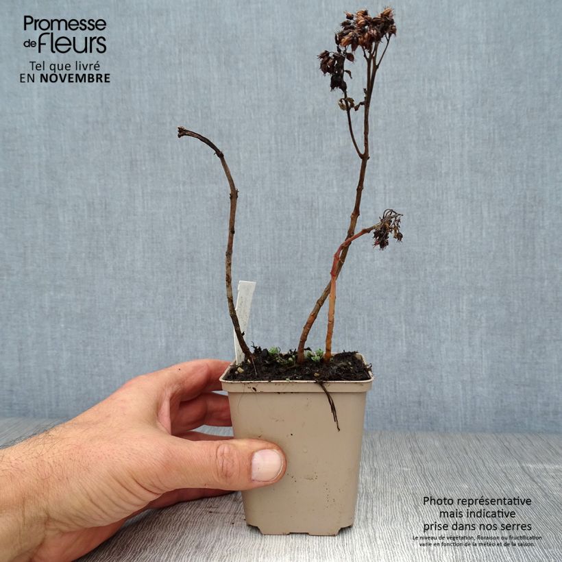 Sedum spectabile Meteor - Autumn Stonecrop 8/9 cm pot sample as delivered in autumn