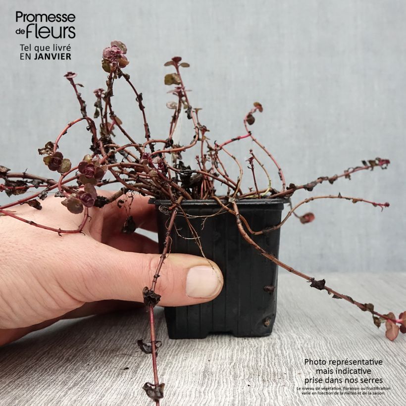 Sedum spurium Voodoo - Stonecrop 8/9 cm pot sample as delivered in winter