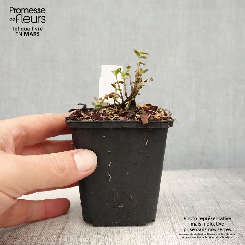 Sedum SunSparkler Blue Pearl - Stonecrop 8/9 cm pot sample as delivered in spring