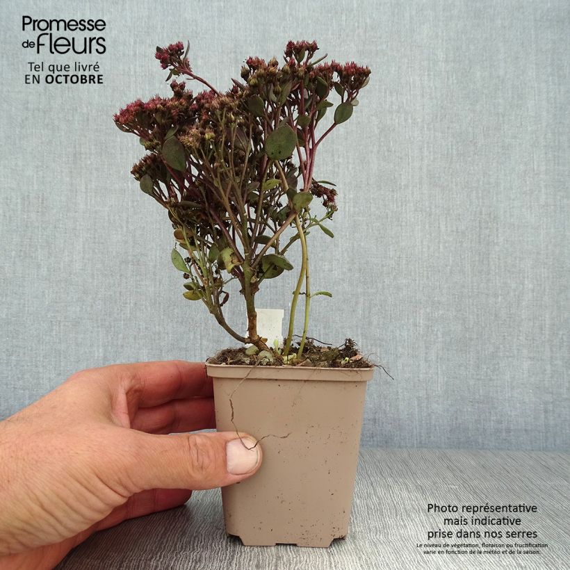 Sedum Sunsparkler Dazzleberry - Stonecrop 8/9 cm pot sample as delivered in autumn