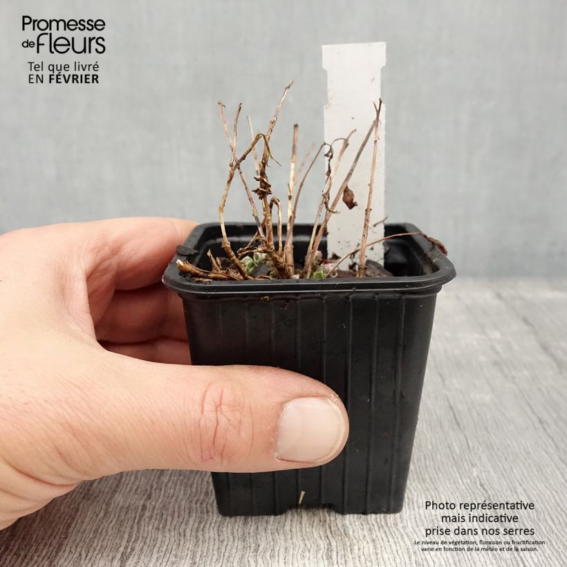 Sedum SunSparkler Dream Dazzler - Stonecrop 8/9 cm pot sample as delivered in winter