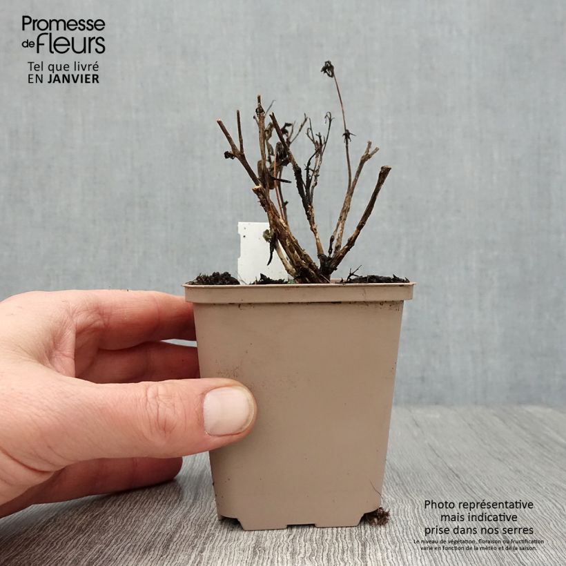 Sedum SunSparkler Plum Dazzled - Stonecrop 8/9 cm pot sample as delivered in winter