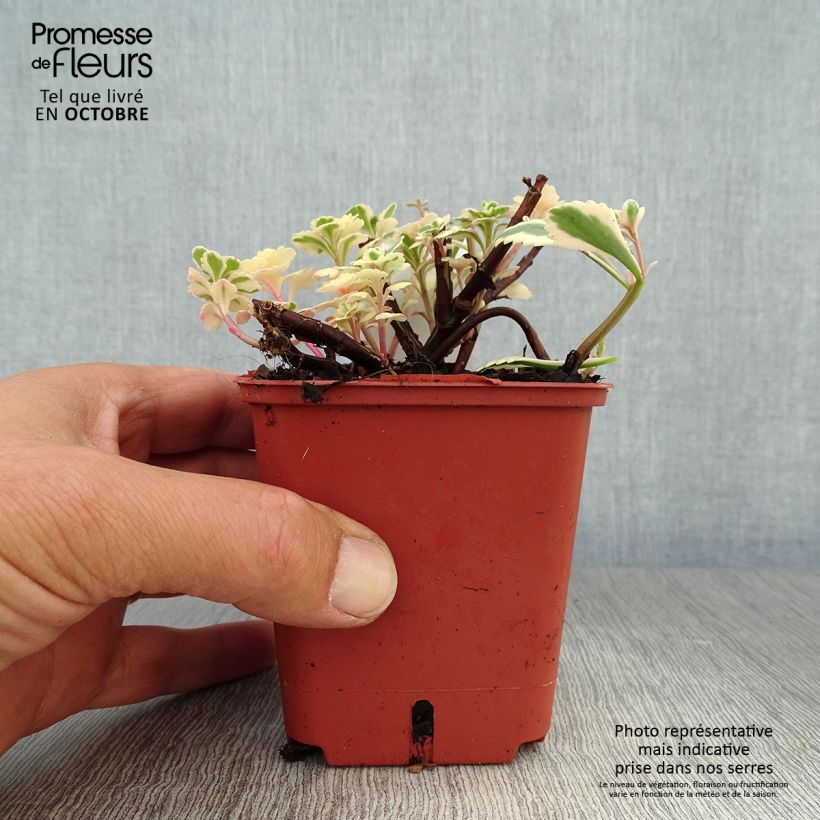Sedum takesimense Atlantis - Stonecrop 8/9 cm pot sample as delivered in autumn