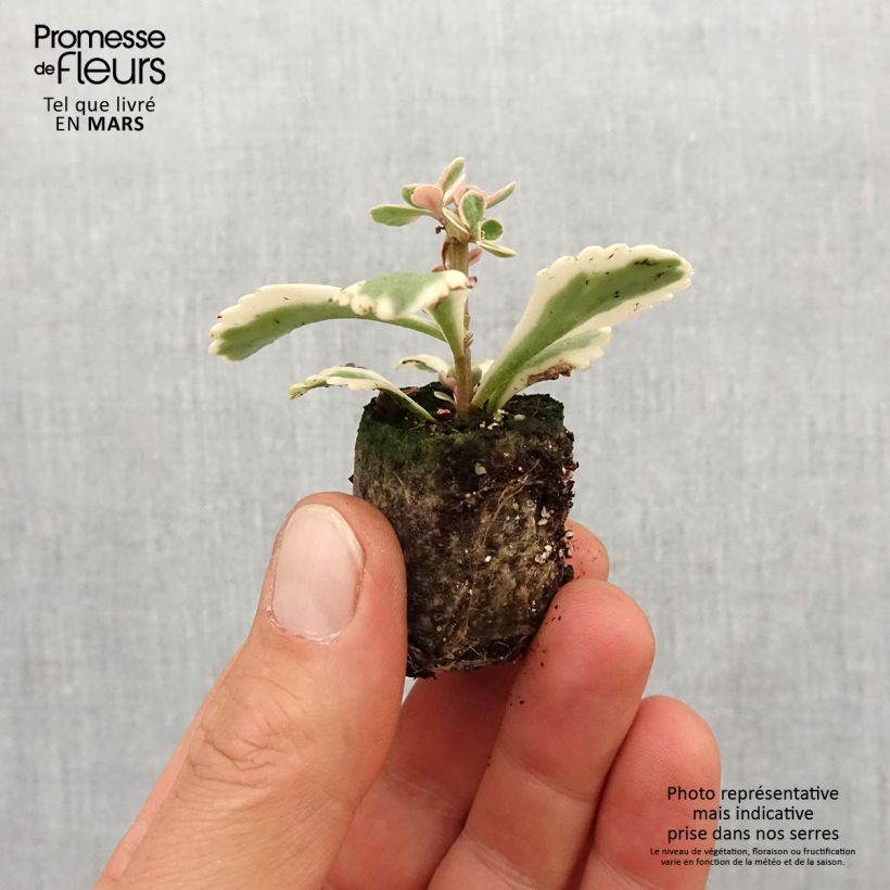 Sedum takesimense Atlantis - Stonecrop Plug plant 3/4cm sample as delivered in spring