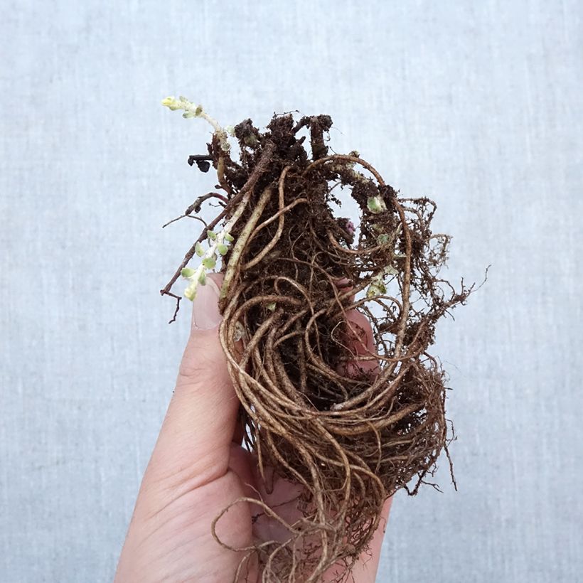 Sedum takesimense Atlantis - Stonecrop Bare root sample as delivered in winter