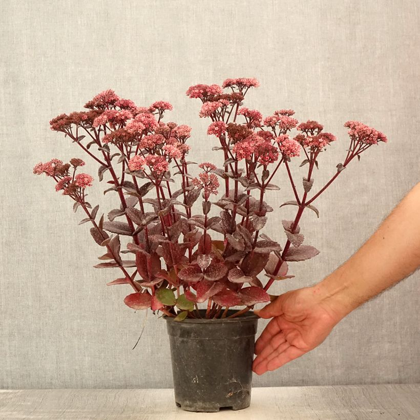 Sedum Bon Bon - Stonecrop 2L/3L pot sample as delivered in summer