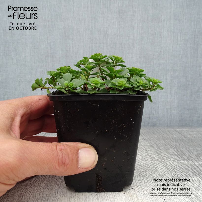 Sedum kamtschaticum Weihenstephaner Gold - Stonecrop 8/9 cm pot sample as delivered in autumn