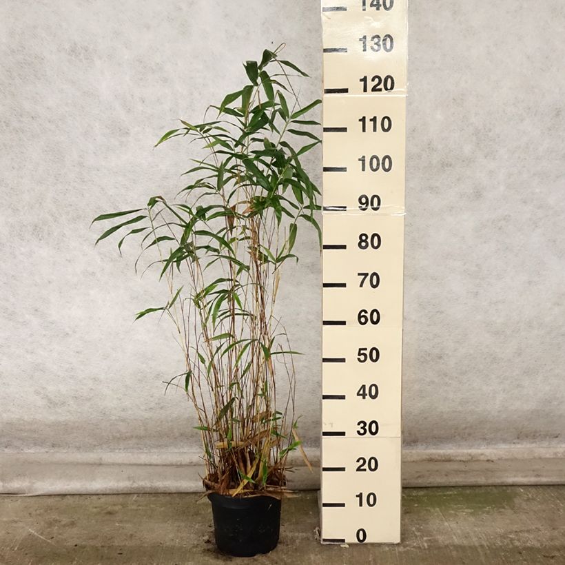Semiarundinaria yashadake f. kimmei   4L/5L pot sample as delivered in autumn