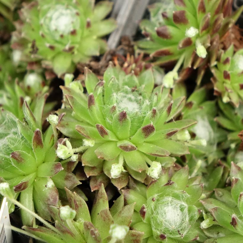 Sempervivum arachnoideum (Foliage)