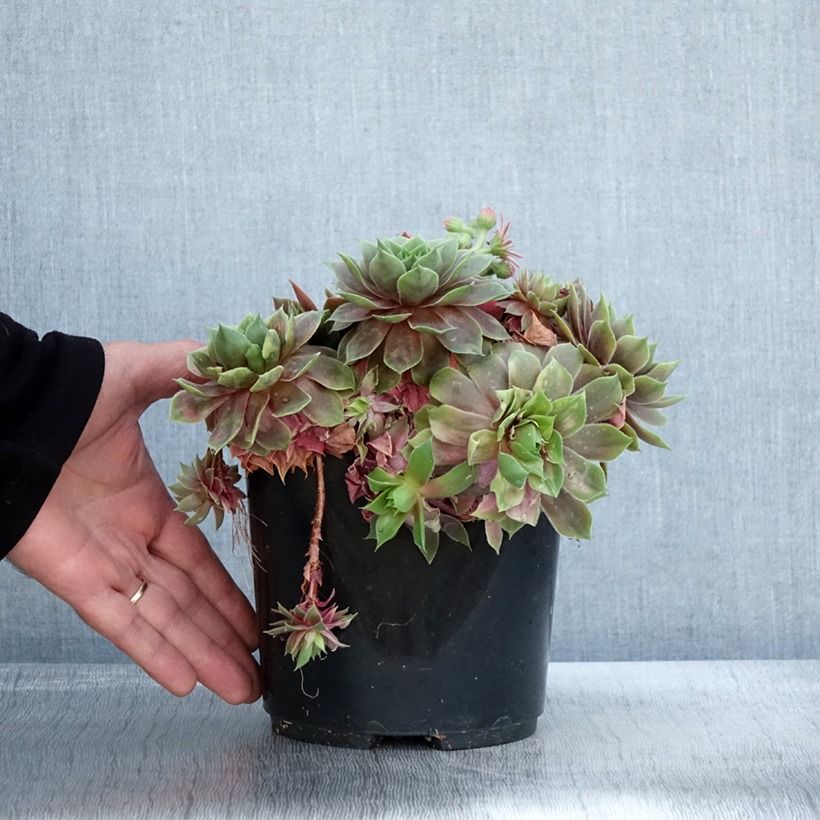 Sempervivum Ruby Star 3L/4L pot sample as delivered in autumn